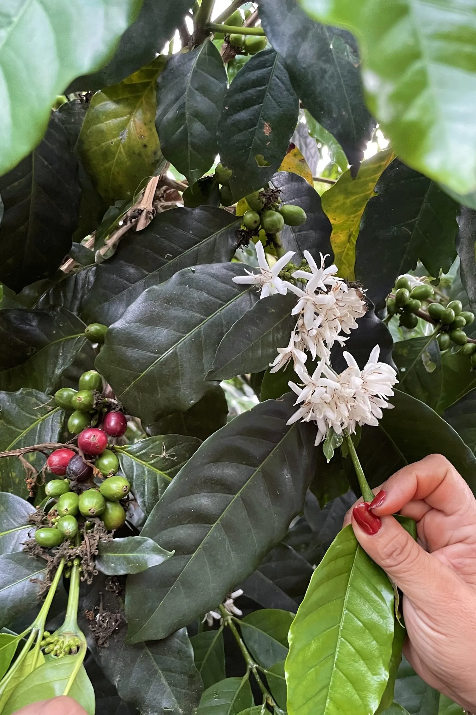 Coffee cherries ripening on the branch beside white coffee blossom, a hand steadying the stem